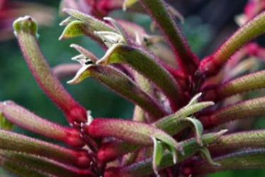 Western Australian Wild Flowers