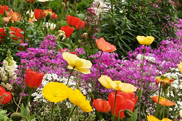 Chelsea flower show flowers