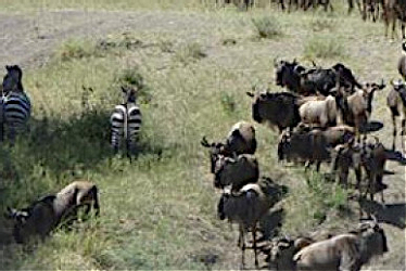 Wilderbeest migration safari