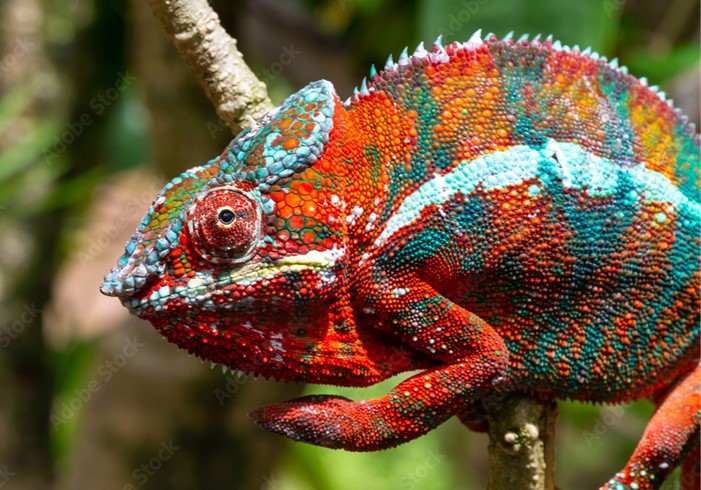 Chameleon, Madagascar