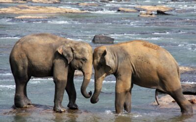 Sri Lanka explorer – SLE