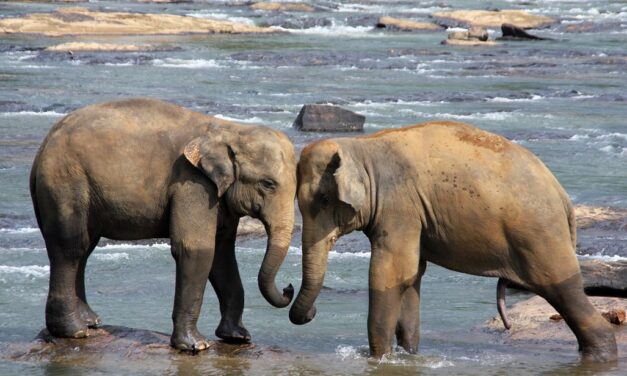 Sri Lanka explorer – SLE