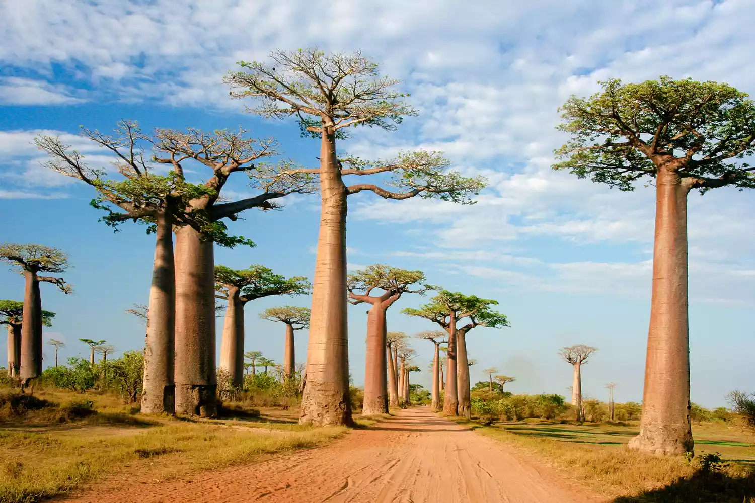 Madagascar, Trees