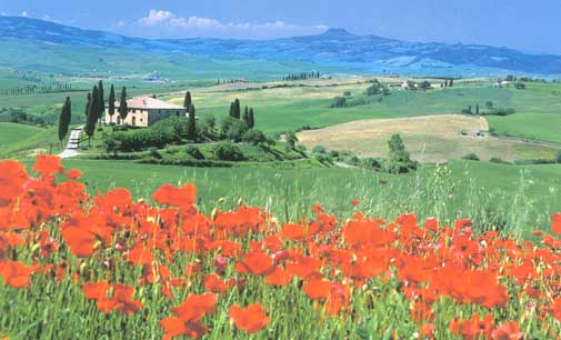 TuscanPoppies