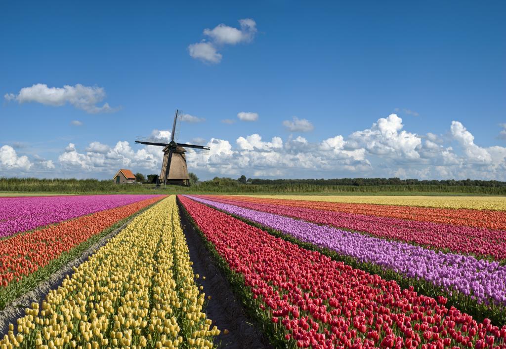 Tulips, Netherlands