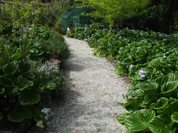 Garden path, Chatham Islands