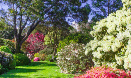 Taranaki Rhododendron and Garden Festival – TRF