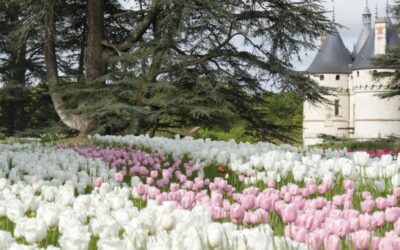 French Flower Show – FFS