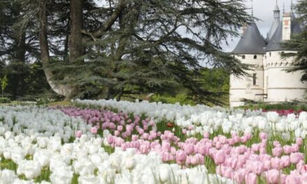 French Flower Show – FFS