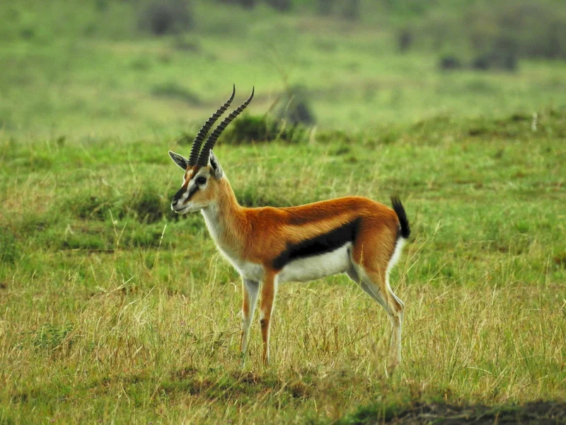 Gazelle