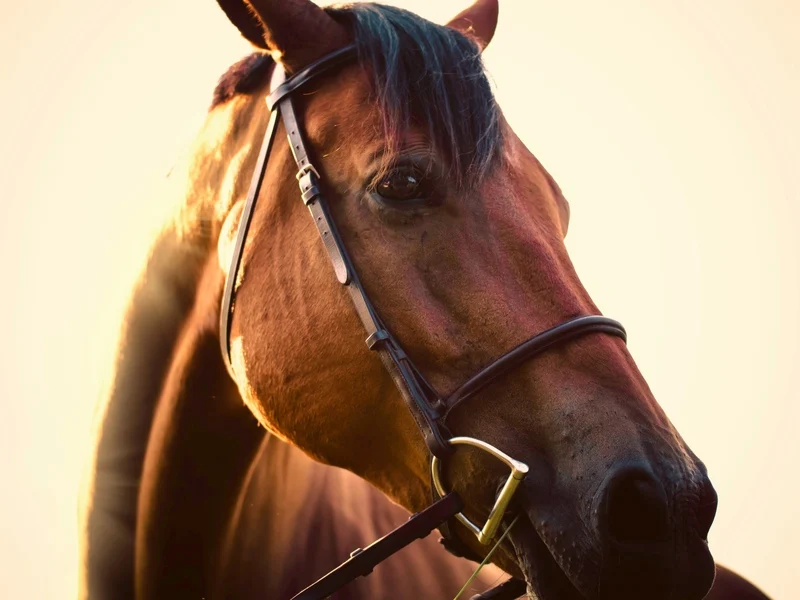 Horse at the Melbourne Cup