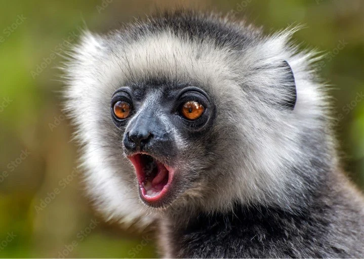 Lemur in Madagascar