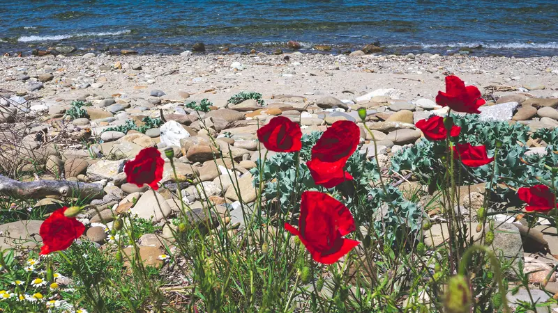 Red poppies growing by the shoreline at Gallipoli, Turkey