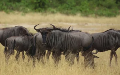 Wilderbeest Migration Safari Tour