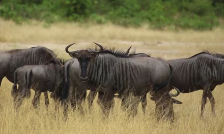 Wilderbeest Migration Safari Tour