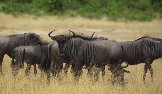 Wilderbeest Migration Safari Tour