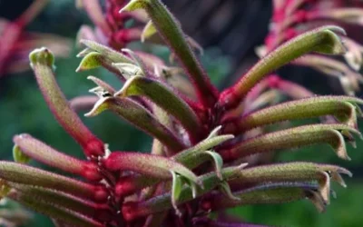 Western Australian Wildflowers – WAW