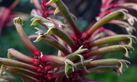 Western Australian Wildflowers – WAW