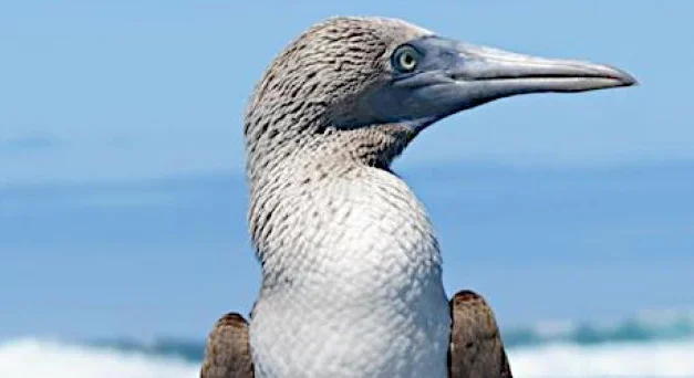 Galapagos small group tour – GAL20