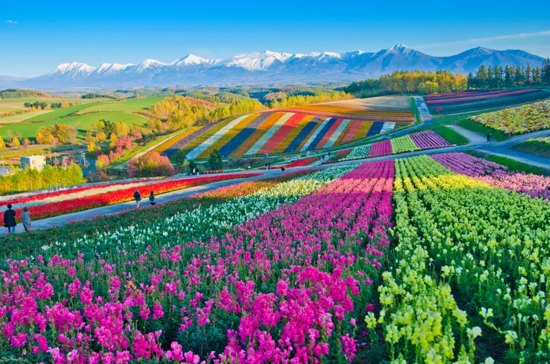 Colourful flowers of Hokkaido